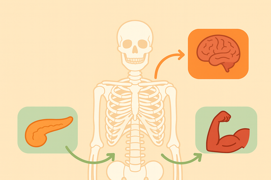 骨は“臓器”？ ― 知られざる骨の働き ―